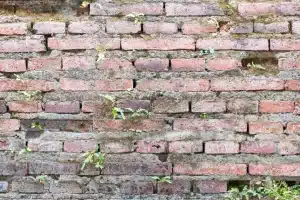 Brick wall with visible dirt accumulation and small plants, illustrating the need for repointing and restoration services in London.
