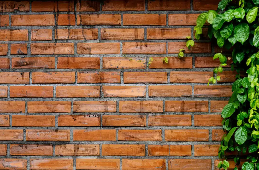 Brick wall with visible dirt and green vines, illustrating the need for evaluation and cleaning as part of property preparation for brick cleaning services.